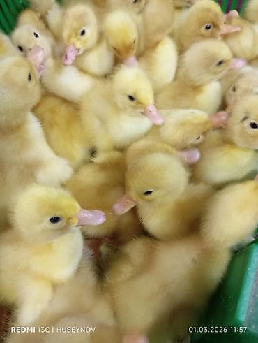 balaca quzu qiyməti: 15 günlük süper lider cucesi vaxsinadiyalari verilib Saba lasota — 9