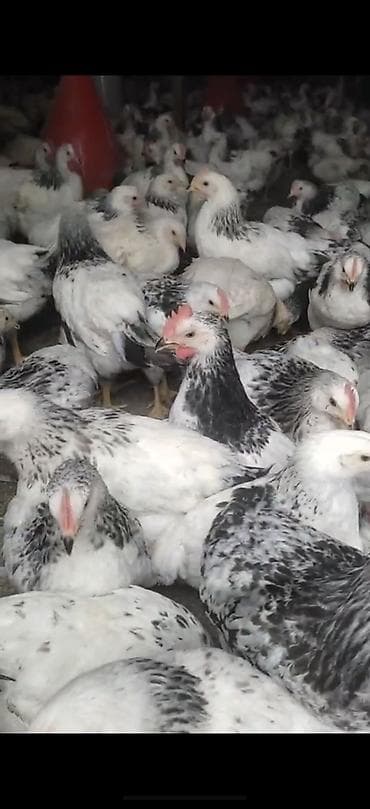 menali it adlari: Toyuq, Broyler, Ətlik — 2