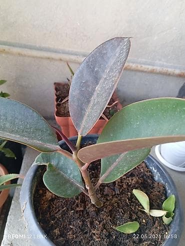 ağac: Rezənə kauçuk ağacı (Ficus elastica) – qapalı məkan üçün dekorativ — 2
