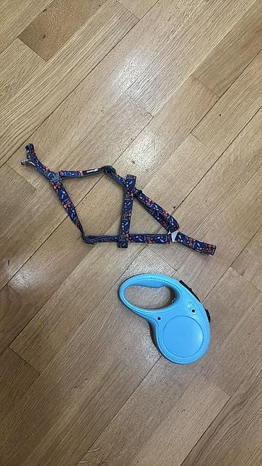 papuqay type 1: Pudel, 5 ay, Erkek, Ünvandan götürmə — 5
