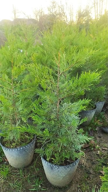 ev gulleri sekilleri: Leylandira agaci sifariş üçün əlaqə saxlaya bilərsiz whatsapp aktivdir — 2