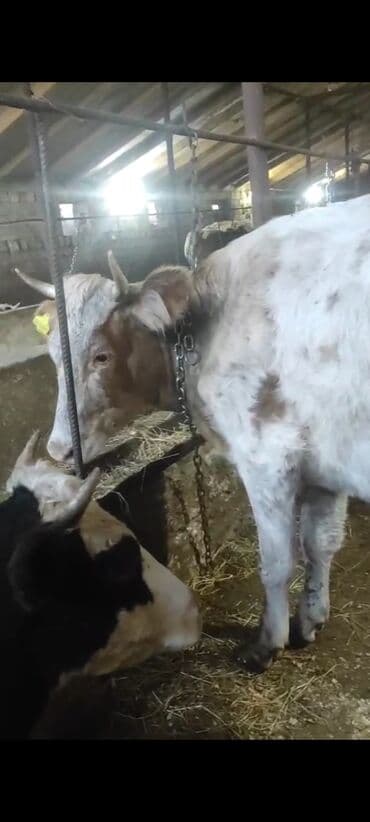 4800 m simmental inek. Voronejden gelib 1 heftedi bugun sehere yaxin