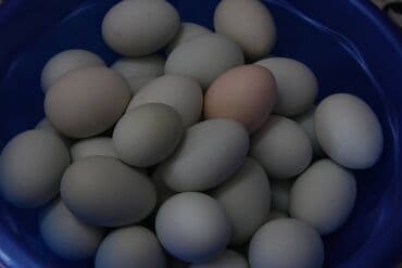 yumurta satişi: Mavi və yaşımtıl yumurta günümüzdə digər yumurtalardan daha çox maraq — 4