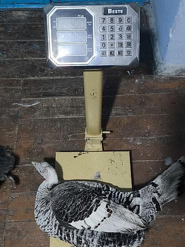 buzov satisi: Erkək, Damazlıq — 7