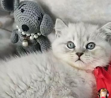 Digər heyvanlar: Şotland — 3