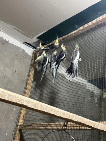 qara baş quşlar: Karellalar satilir qiymet 1 denesi 50 manat 055 555 50 48 — 2