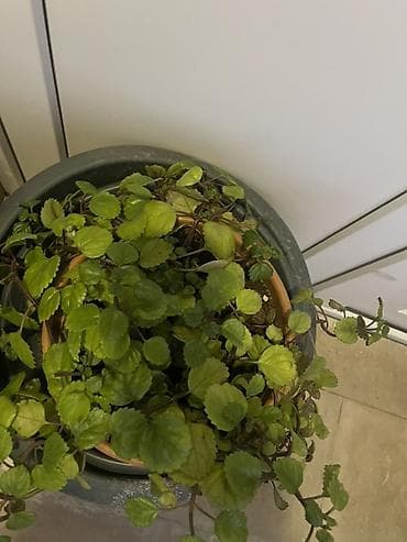 2 cür alana +1 hədiyyə Plectranthus verticillatus Yay qış gpzünüzü
