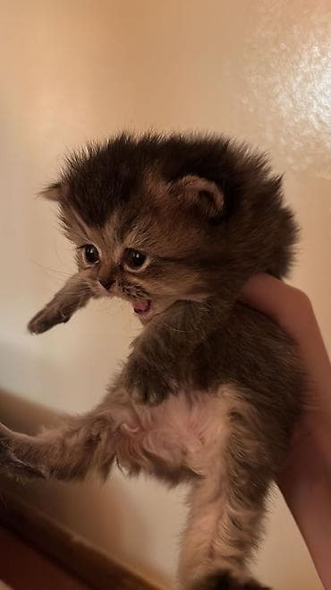 pişik cantasi: Yaxşı əllərə — 2