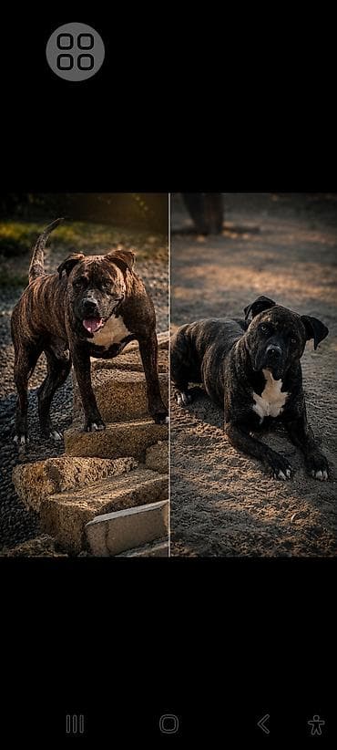 ucuz itler: Pitbul, 2 il, Erkek — 1