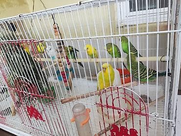 Dalmatin və klassik rəngli dalğalı papağanlar (budgerigar) – quşxana