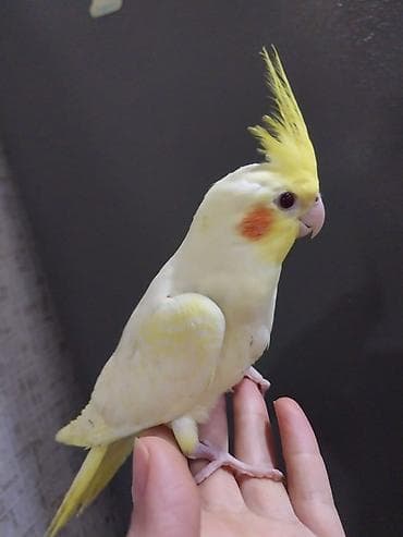 Nymph (kakadua) papuqayı – lutino rəng mutasiyası - Rəng: açıq