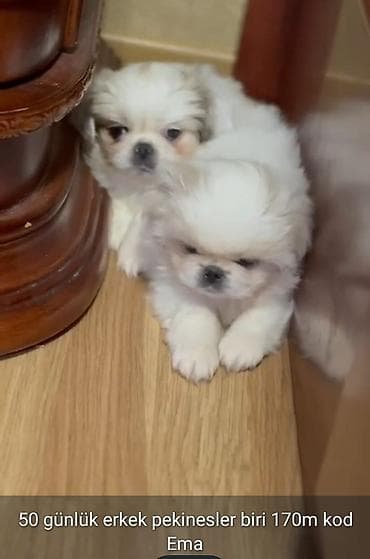 Pekin cinsi balalar – erkək, 50 günlük. - Yumuşaq, sıx ağ tüklü, yastı