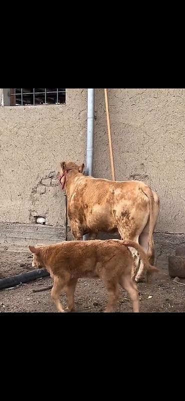 Satlıq heyvan – inək ilə buzov dəsti - Növ: inək və yanında erkək