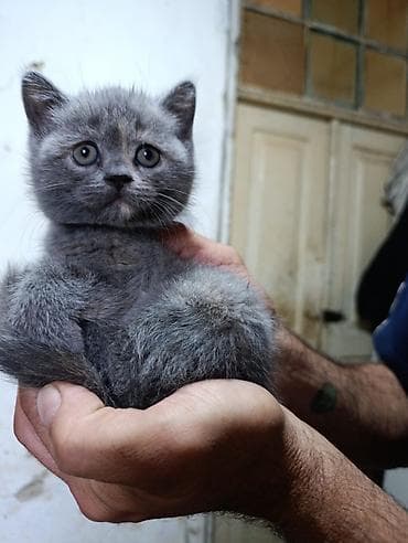 Pişiklər: Britan — 5