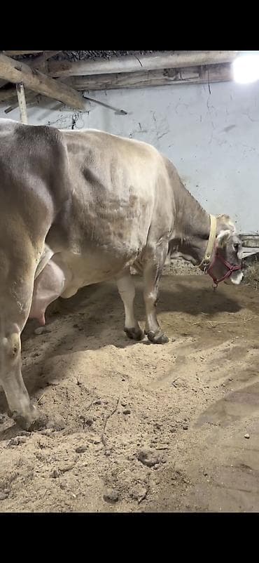 i̇nəy: Satilir 2 ci balasidi 35 lt sud verir — 2