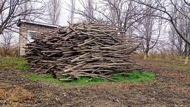 islenmis sifer satilir: 1 Qazel Quru Fındiğ Odunu satılır. Fikri ciddi — 3
