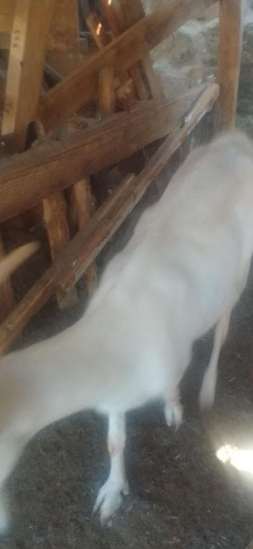 halep kecisi satilir: Salam ana keçi satilir cinsi temiz saninidi tam sağlam heyvandi — 4