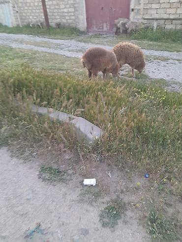 qoca qoyun: Heyvan: Qoyunlar (2 baş) Rəng: Tünd qəhvəyi-qızılı tonlarda Cins növü — 2