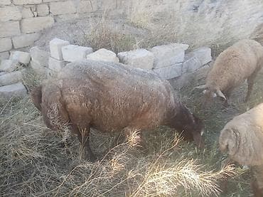 sort qoyunlar: Tam sağlam qırmızı qoçlardı damazlıq istəyən olsa əlaqə saxlasın ünvan — 10