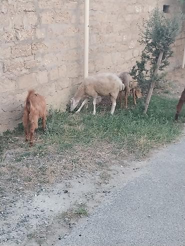 Qoyunlar, qoçlar: Saf qan təmiz hələb təkəsi, onnan dönmə çəpişlər, Ana-bala qoyunlar. 2 — 10