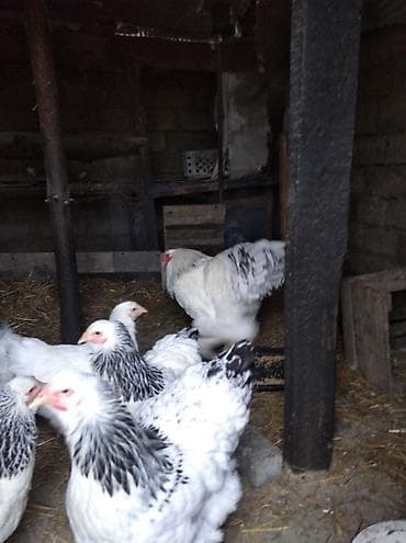 quş yuvaları: Toyuq, Brama, Damazlıq — 1