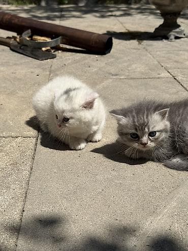 ucuz pişik: Britan yastı qulaq, Yaxşı əllərə, Ünvandan götürmə, Ödənişli çatdırılma — 3