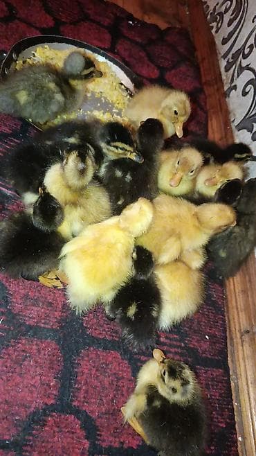 xarkov toyuqlari vikipediya: Pekin qışqıran ördəklər .1,2 günlük ordeklerdi.2manat 50 qep 1 — 3