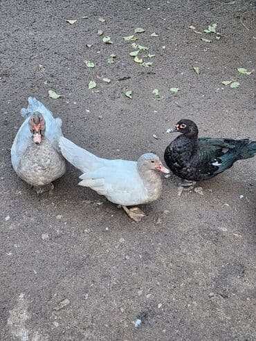 qurbanliq qoyun qiymetleri: Alman cinsi lal ördəklər ağır çəki verən cinsdir. Krasnadar lavanda — 2