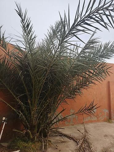 palma ağacı: Xurmayəpənəyi (xurma palmı) – həyət və bağ üçün dekorativ, sürətlə — 1