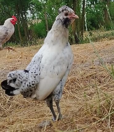 toyuq cuce satisi: Yapnkalar ayağı tüklü kəkilli — 8