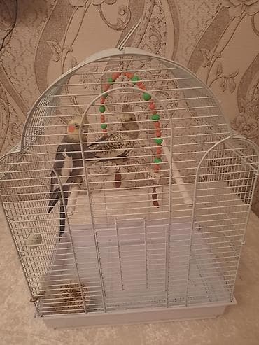 rəngli quşlar: Erkek tiwidir qefesle birnuerde verlir Nimfa (Cockatiel) cütlüyü və — 5