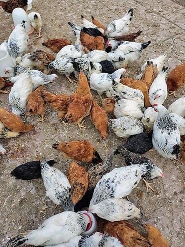 gence toyuq satisi: 🟢100% Adler Serebrist cinsi. (4aylıq) 🟢100% Yubleynaya Kuçinskaya — 3