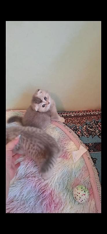 Şinşilla lalafo.az -da Şinşilla