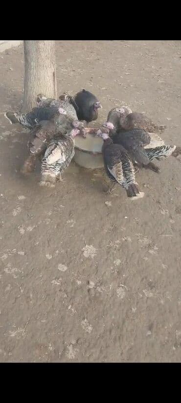 liqorin xoruzu: Erkək, Damazlıq — 3