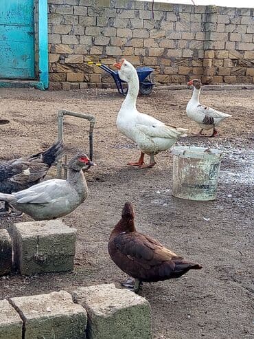 hinduska yumurta: Satılır: təsərrüfat üçün qaz və ördəklər - Növ: qarışıq ev quşları – — 1
