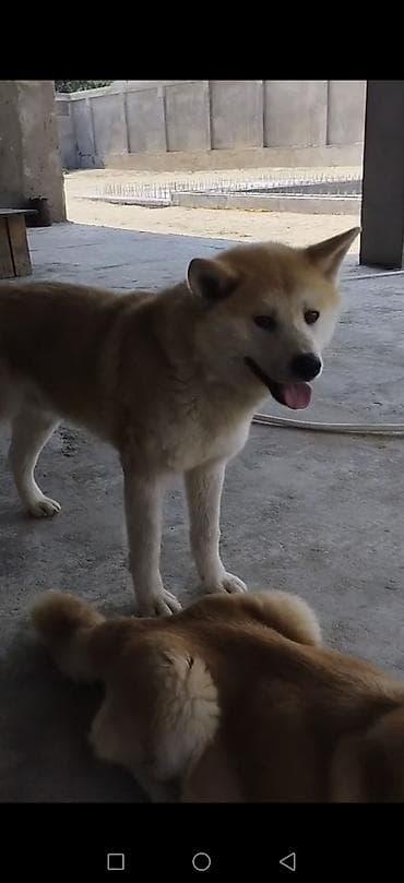avcarka type 1: Akita-inu, Peyvəndli — 4