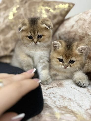 angora pişik: Britan, Erkək, Dişi, Ünvandan götürmə — 3