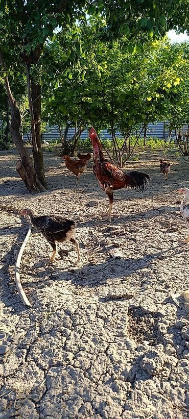 Xoruz, Heyratı, il: 1, Ünvandan götürmə, Ödənişli çatdırılma, Rayonlara çatdırılma — 1