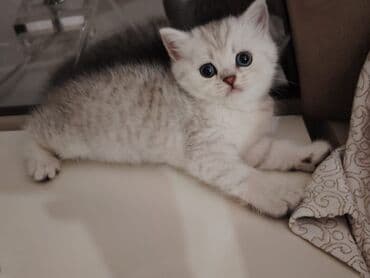 dəvə qiyməti: Qızıl şinşilla, Dişi, Yaxşı əllərə, Ödənişli çatdırılma — 8