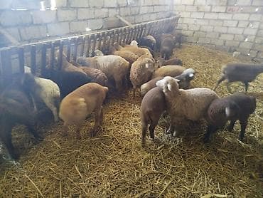 Телята: Qoç-quzu sürüsü satılır - Növlər: müxtəlif rəngli yerli quzu və — 2