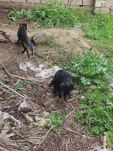 qaz heyvan: 6 ay — 8