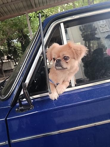 ucuz pekines satilir: Cins: Pekinges (Pekingese) Rəng: açıq qəhvəyi/qızılı Cinsiyyəti: erkək — 2