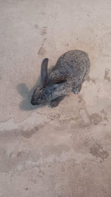 dovşan yuvasi: Məhsul: Evdə bəslənən dovşanlar Təsvir: - Fərqli rəng və naxışlarda 4 — 1