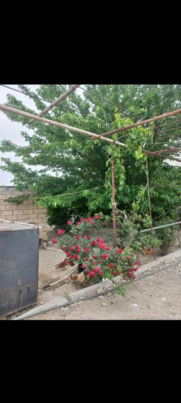 mərdəkanda kirayə ev: Zeynalabdin Tağıyev, 132 kv. m, 4 otaqlı, Hovuzsuz, İnternet, Telefon, Qaz — 1