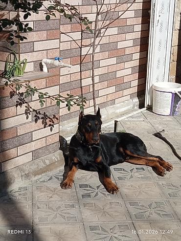 haski itləri: Doberman, 1 il, Erkek, Ünvandan götürmə — 10
