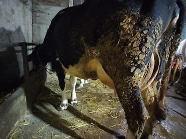 en cox sud veren inekler: 30-35 Litr süd verir. 2 qarın doğub. Satma səbəbim keçi almaqdır. KEÇİ — 2