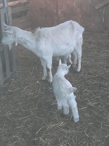 keçi satan: Ağ rəngli keçi ailəsi – ana keçi və iki balası - Cins: yerli südlük — 5