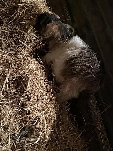 heleb kecisi: 1 erkey 1 dişi . Qiymet 1 denesine aiddi real aliciya cuzi endirim — 2