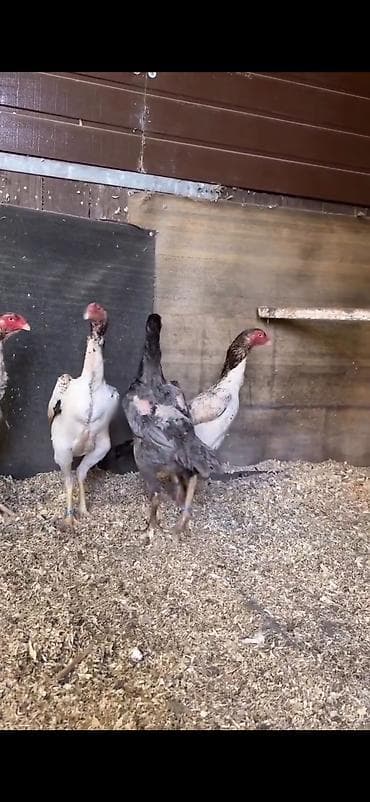 Digər heyvanlar: Toyuq, Damazlıq — 3