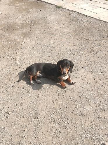 pitbul itlər: Sahibliyə verilən balaca itlər – qısayaqlı, uzun bədənli, qara-qəhvəyi — 2